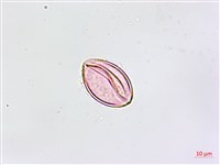 縮羽鐵角蕨藏品圖，第3張