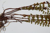 三翅鐵角蕨藏品圖，第3張