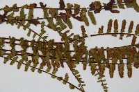 三翅鐵角蕨藏品圖，第4張