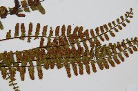 三翅鐵角蕨藏品圖，第5張