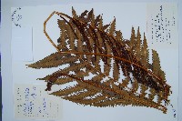 東方莢果蕨藏品圖，第1張