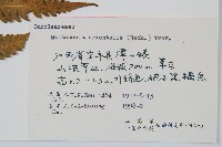 東方莢果蕨藏品圖，第2張