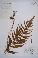 假蹄蓋蕨藏品圖，第1張