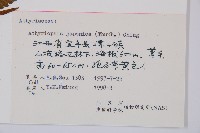 假蹄蓋蕨藏品圖，第3張