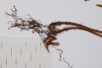 假蹄蓋蕨藏品圖，第4張