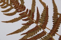 假蹄蓋蕨藏品圖，第5張