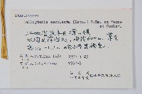 菜蕨藏品圖，第2張