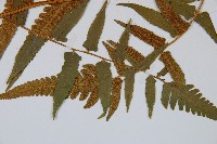 菜蕨藏品圖，第3張