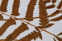 菜蕨藏品圖，第4張