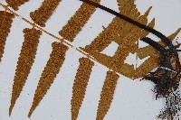 菜蕨藏品圖，第5張