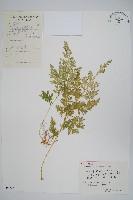 江南卷柏藏品圖，第1張