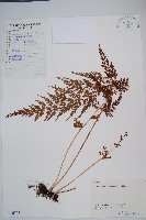 烏蕨藏品圖，第1張