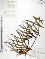 鱗蓋鳳尾蕨藏品圖，第1張