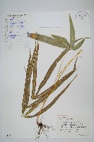 鳳尾蕨藏品圖，第1張