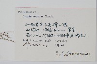 鳳尾蕨藏品圖，第2張