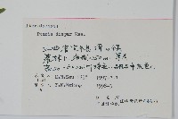 天草鳳尾蕨藏品圖，第1張