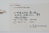 鳳尾蕨藏品圖，第2張