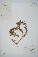 蛇足石杉、千層塔藏品圖，第1張