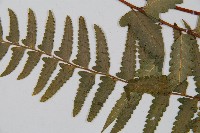 邊緣鱗蓋蕨藏品圖，第3張