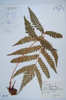 日本狗脊蕨藏品圖，第1張