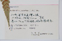 日本狗脊蕨藏品圖，第2張