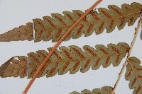 日本狗脊蕨藏品圖，第4張