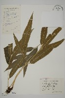 日本鳳丫蕨藏品圖，第1張