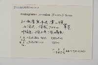 日本鳳丫蕨藏品圖，第2張