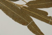 日本鳳丫蕨藏品圖，第3張