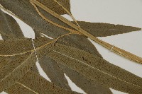 日本鳳丫蕨藏品圖，第4張