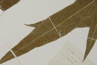 日本鳳丫蕨藏品圖，第5張