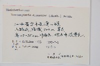 芒萁藏品圖，第2張