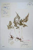 日本金粉蕨藏品圖，第1張