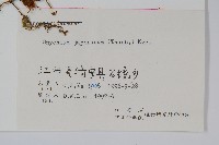 日本金粉蕨藏品圖，第2張