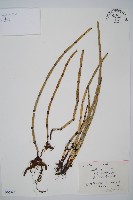 大木賊藏品圖，第1張