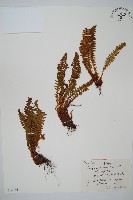 香鱗毛蕨藏品圖，第1張