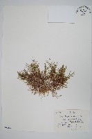 圓枝卷柏藏品圖，第1張