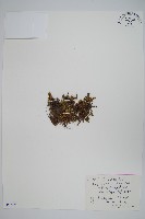 西伯利亞卷柏藏品圖，第1張