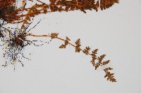 岩蕨藏品圖，第3張