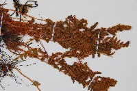 岩蕨藏品圖，第4張