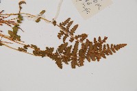 中岩蕨藏品圖，第3張