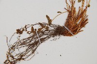 中岩蕨藏品圖，第4張