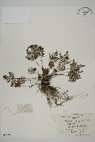 銀粉背蕨藏品圖，第1張