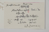 銀粉背蕨藏品圖，第2張