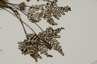 銀粉背蕨藏品圖，第3張