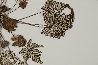 銀粉背蕨藏品圖，第4張