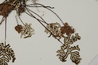 銀粉背蕨藏品圖，第5張