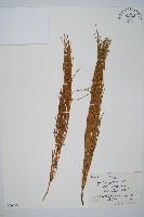 草問荊藏品圖，第1張