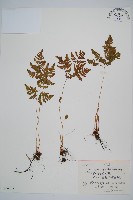 羽節蕨藏品圖，第1張