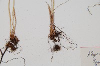 羽節蕨藏品圖，第3張